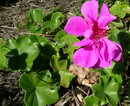 ivy-leaf geranium